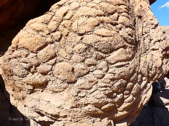 gcnankoweap2021-day3-6  Stromatolite  w.jpg (630833 bytes)